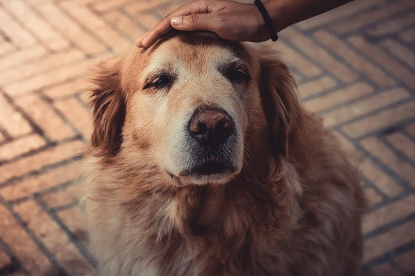 John Tung Foundation Mental Health Center recommends implementing pet therapy at Taiwanese universities.(Pexels photo)