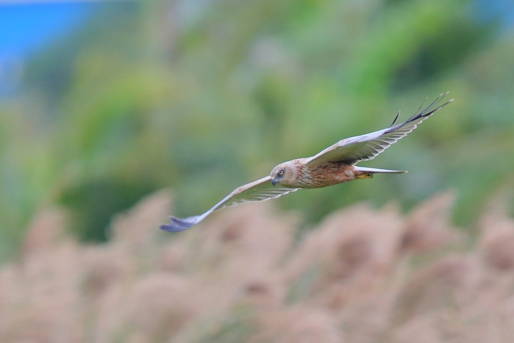 A western marsh harrier in Pingtung County (photo by Wu Chia-kun). (CNA photo)