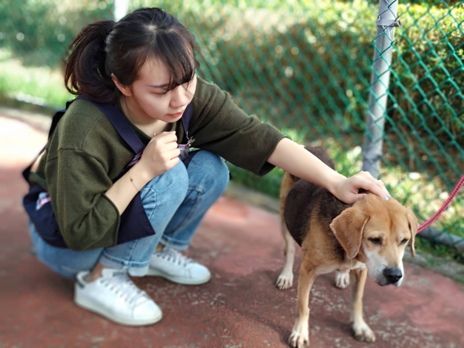 加入志工行列幫助流浪貓犬尋找溫暖的家。(翻攝自新北市政府網站)