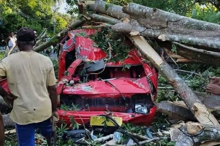 Mobil Angkot Rusak Berat Tertimpa Pohon, Sopir dan Penumpang Selamat