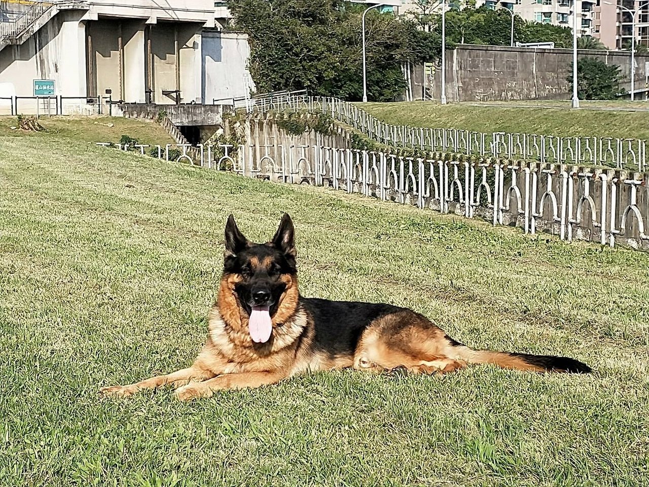 搜救犬Humble即將退役，開放申請寄養。(臺北市消防局提供)