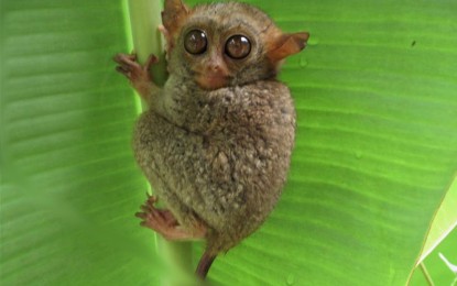 The Protected Area Management Office of the Mt. Matutum Protected Landscape (PAMO-MMPL) has limited the entry of visitors to the tarsier sanctuary in Barangay Linan, Tupi town in South Cotabato province to protect the critical primate and its habitat. Photograph: PNA.