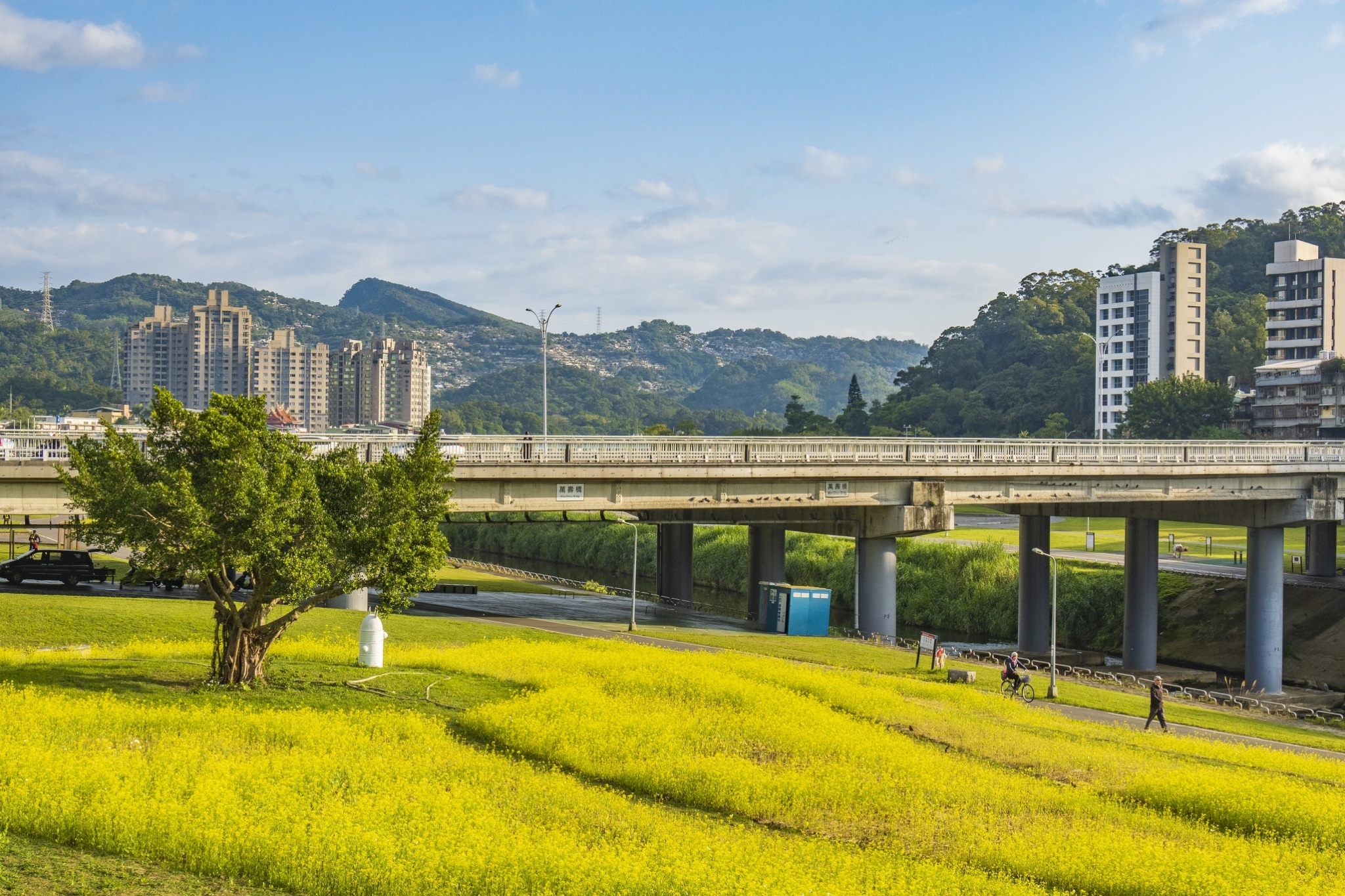 萬壽橋頭河堤花海盛開(翻攝自臺北市政府網站)