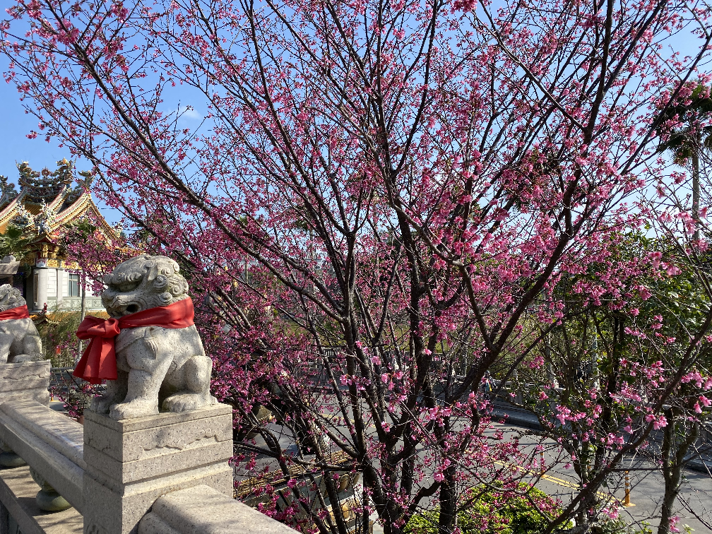 正殿外圍的櫻花，花團錦簇十分美麗(翻攝自新北市政府網站)