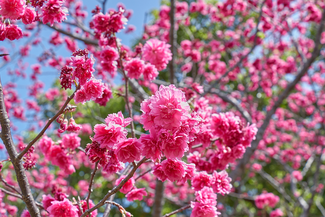 艷紅飽滿的櫻花十分美麗(翻攝自新北市政府網站)