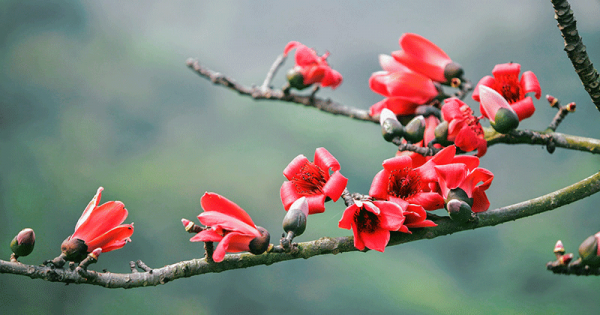 hoa gạo loài hoa của đồng quê