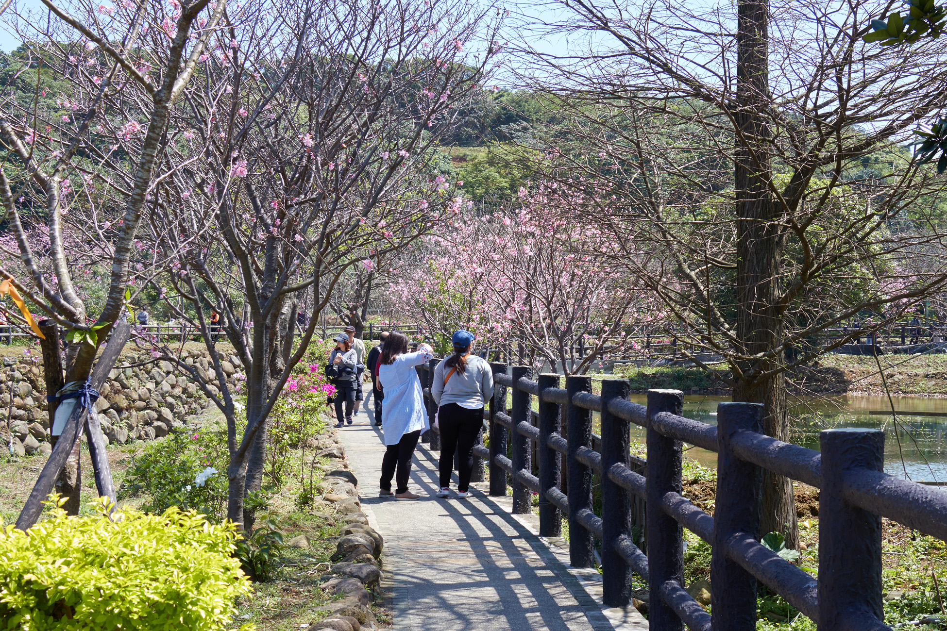 三芝三生步道吉野櫻逐漸綻放(翻攝自新北市政府網站)