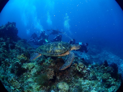 小琉球是全台灣唯一的珊瑚礁島嶼，擁有最豐富的海洋資源(翻攝自屏東縣政府網站)