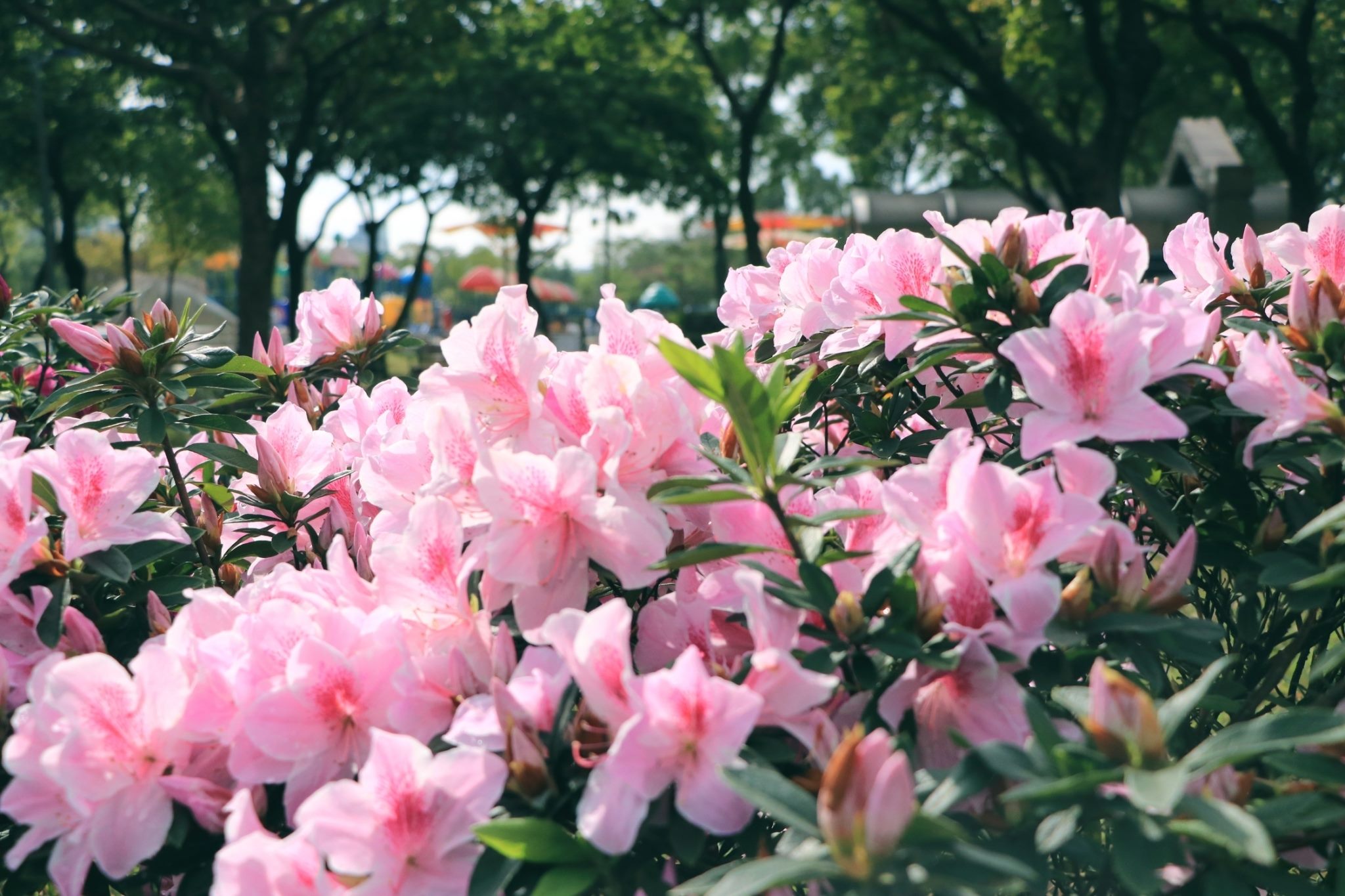 大安森林公園杜鵑花盛開(翻攝自臺北市政府網站)