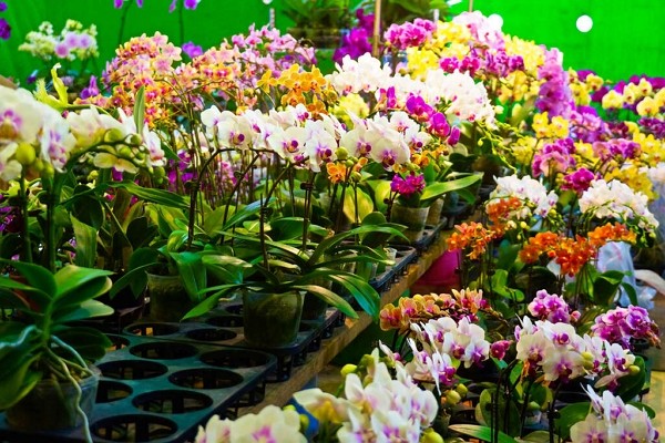  Hình ảnh hoa tại chợ hoa Neihu từ Taiwan News 