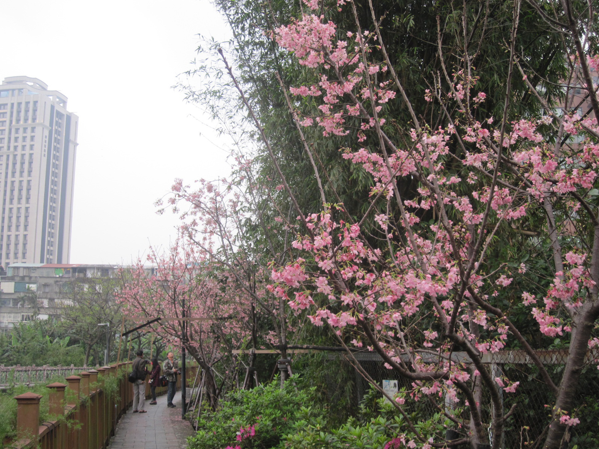 土城希望之河吉野櫻(翻攝自新北市政府網站)