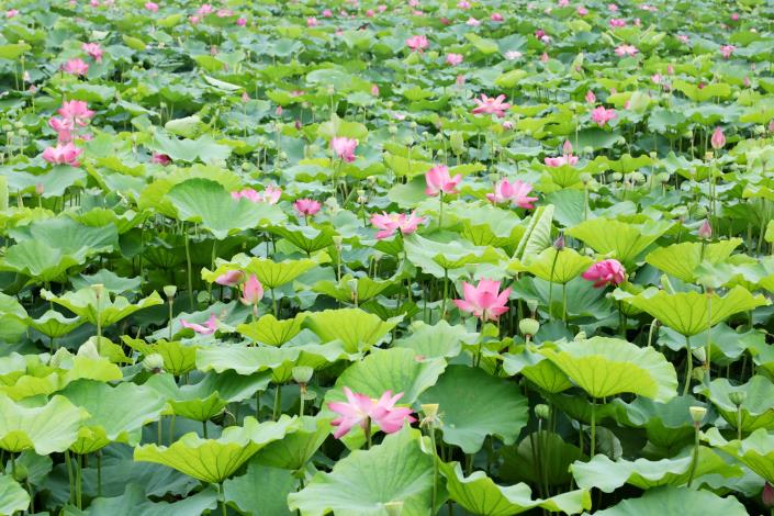 臺南白河蓮花將盛開。(翻攝自臺南市政府網站)