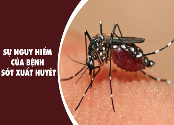 muỗi vằn là trung gian lây truyền nhiễm bệnh sốt xuất huyết sang người (ảnh internet