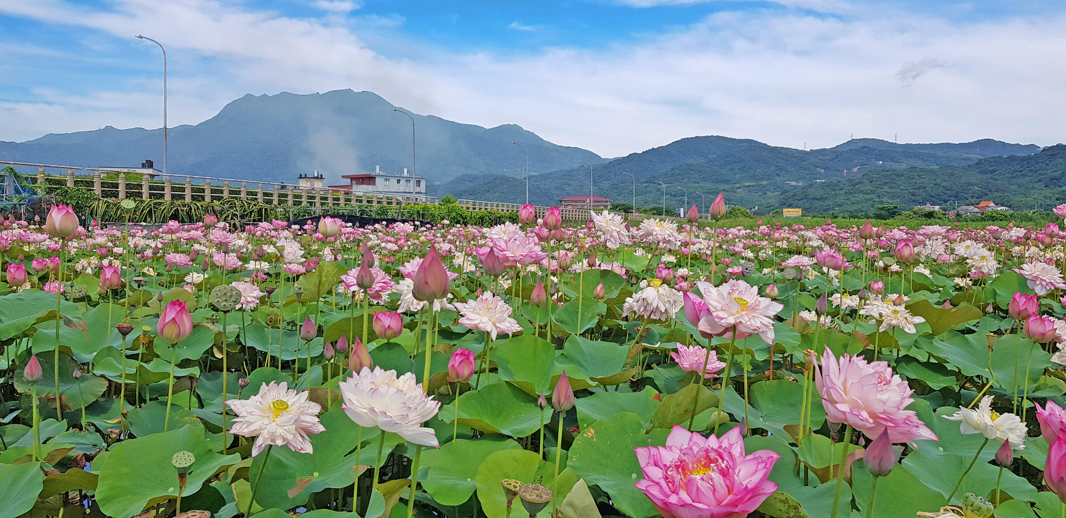 金山荷田盛況。(圖片來源：新北市政府)