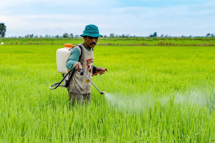 Perpres tentang Lahan Pertanian Pangan Berkelanjutan (LP2B) dibutuhkan untuk menghentikan alih fungsi lahan pertanian dan luas bahan baku sawah yang setiap tahunnya tercatat menyusut seluas 120 ribu hektar(Dok. Kementerian Pertanian RI)