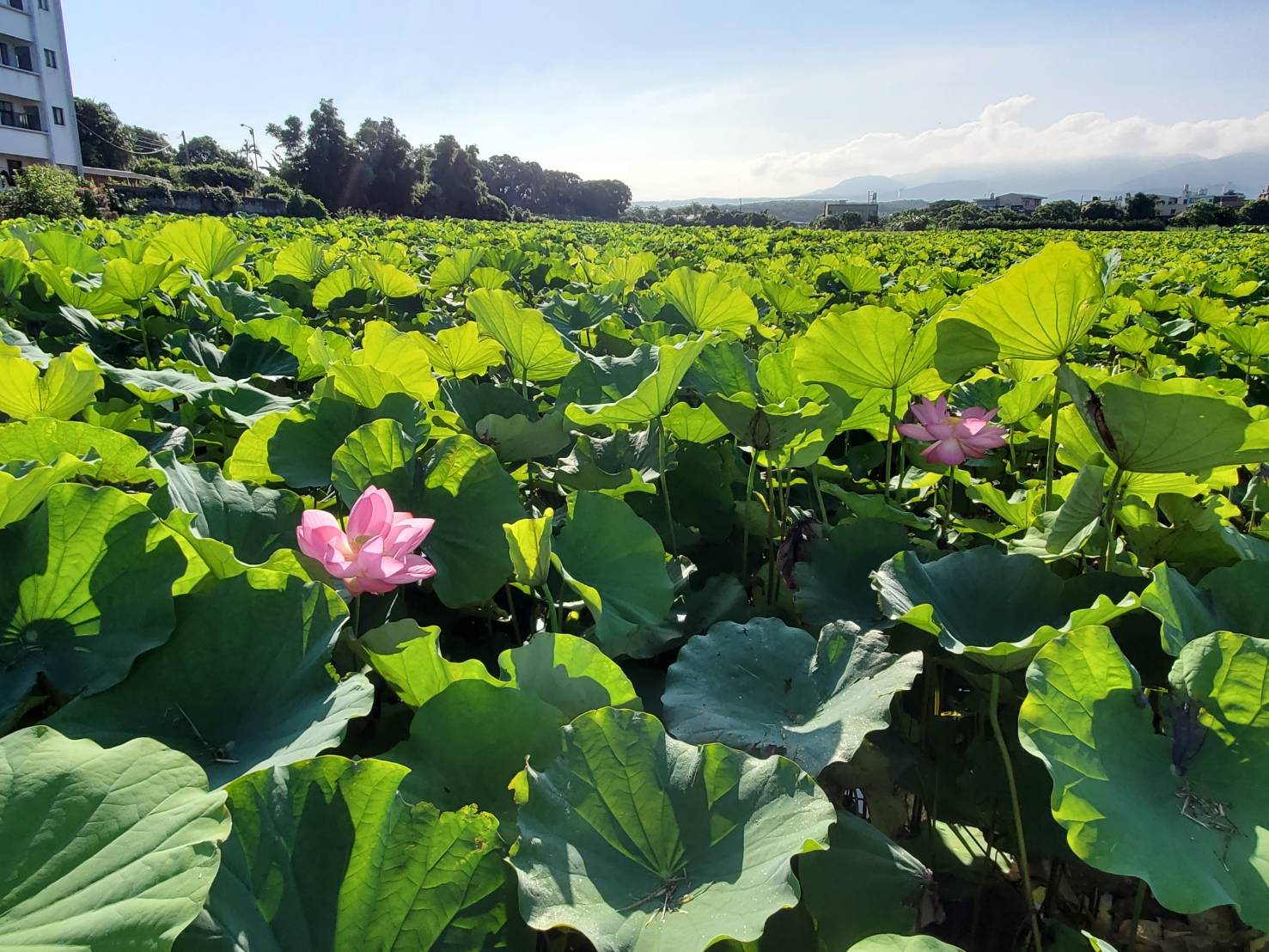 淡水屯山里荷田。(圖片來源：新北市政府)