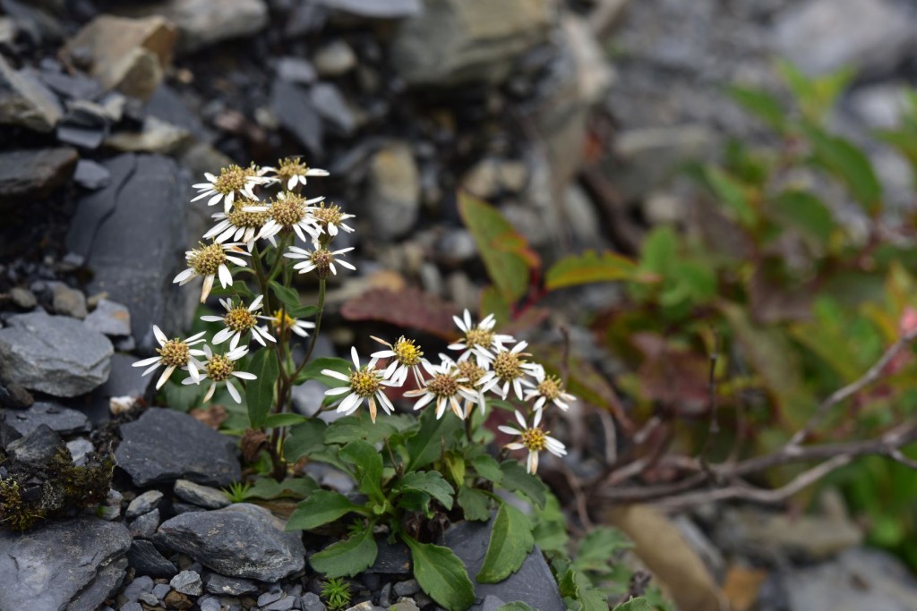 鹿野氏馬蘭(Aster kanoi)生態照(照片來源：翻攝自台灣英文新聞)