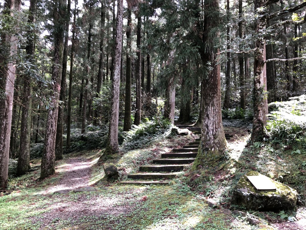 東眼山國家森林遊樂區步道。（照片來源：林務局官網）