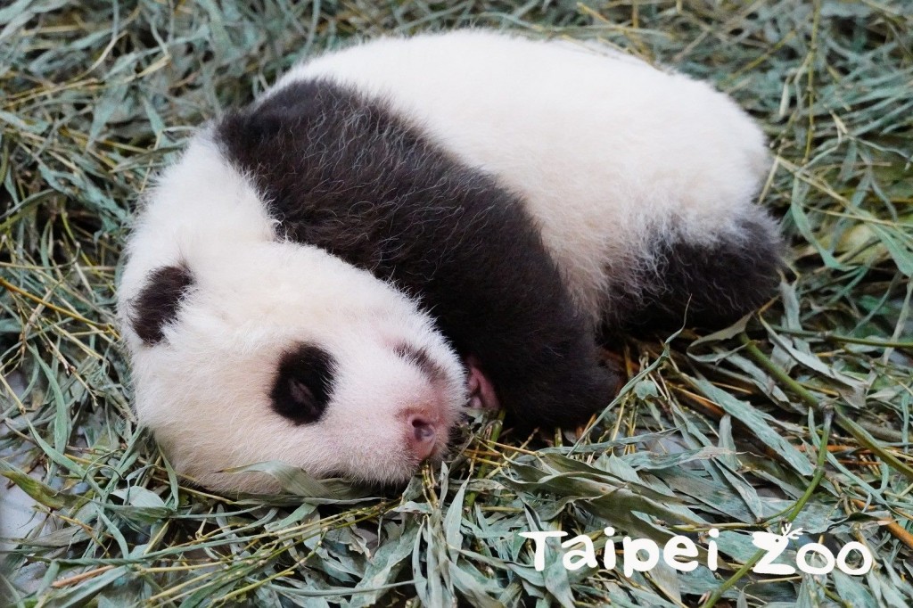 （照片來源：台北市立動物園）