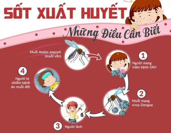 Những điều cần biết về sốt xuất huyết (ảnh từ internet