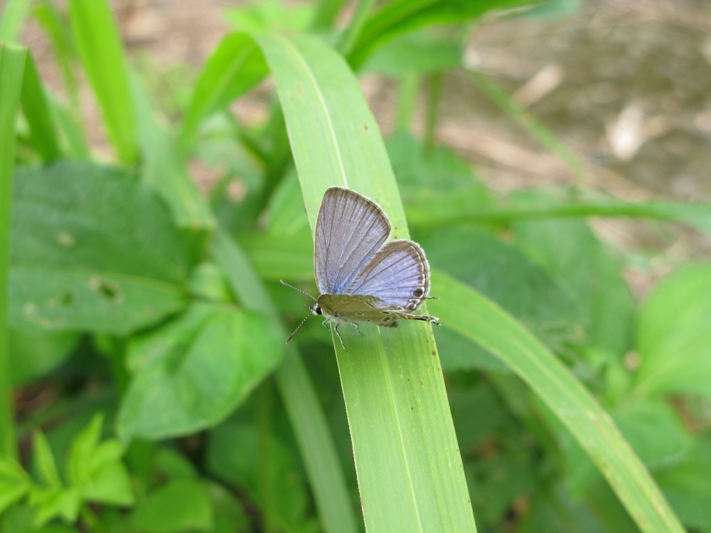 蘇鐵小灰蝶(Chilades pandava)攝於台南烏山頭。(照片來源：林務局)