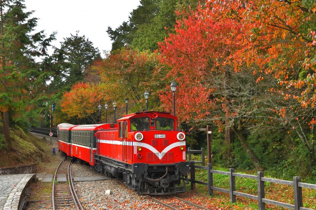 阿里山林業鐵道沿途楓紅景致。(照片來源： 林務局)