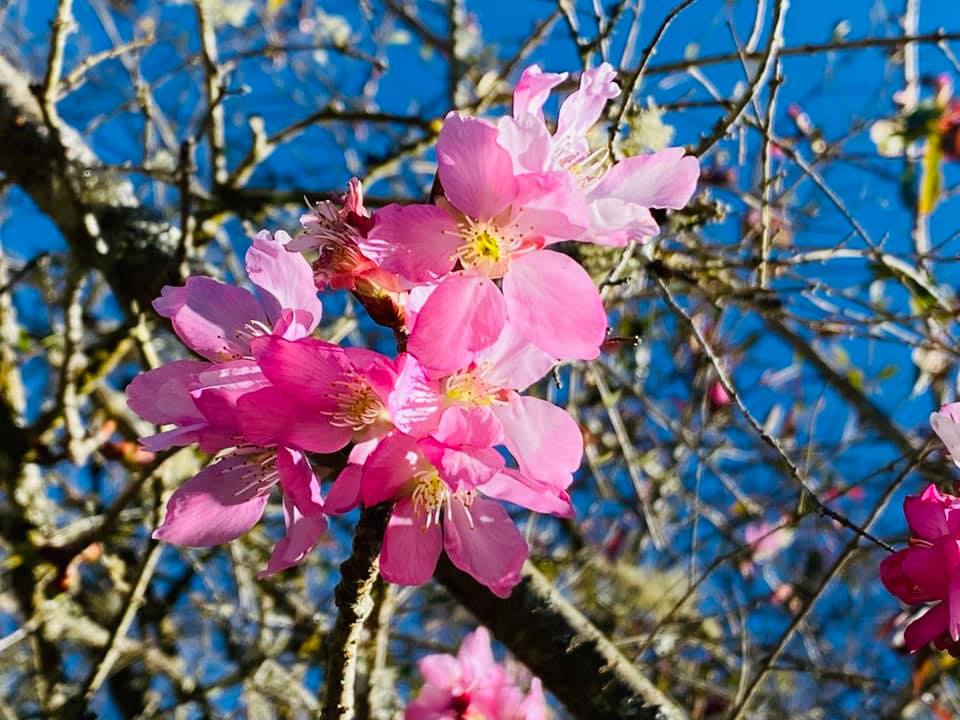 阿龜櫻花況 圖／林務局