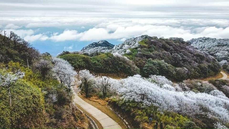 越南沙壩山脈、樹林、草叢均覆蓋白雪。（圖／翻攝自Vntrip.vn）