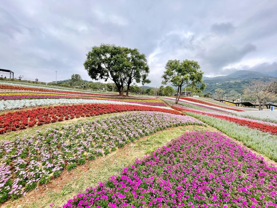 北投社三層崎公園花海讓人驚嘆　圖／翻攝自台灣旅遊資訊網