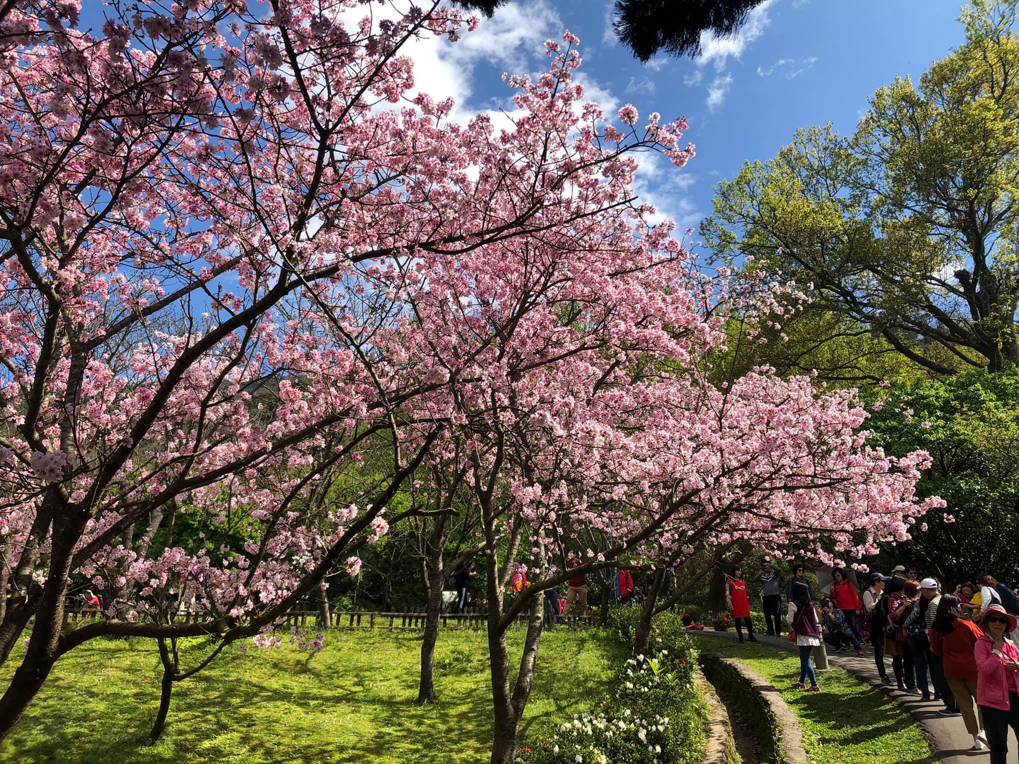 滿坑滿谷的陽明山櫻花季，感受浪漫氛圍　圖／翻攝自陽明山花季臉書