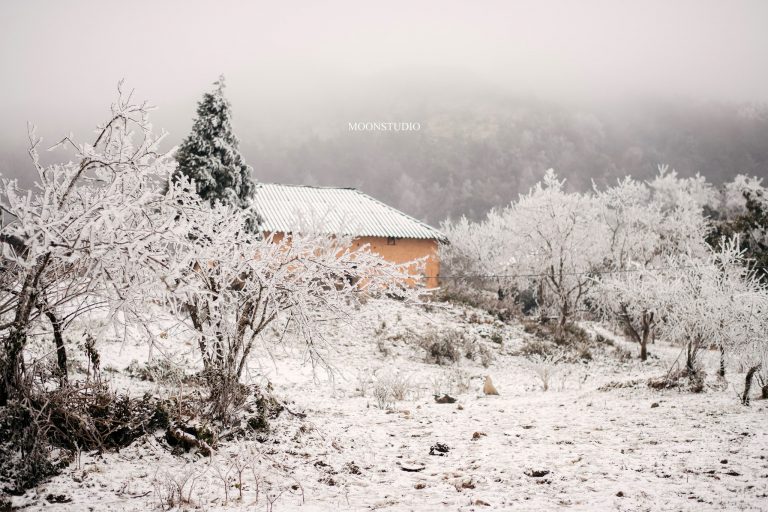 越南沙壩山脈、樹林、草叢均覆蓋白雪。（圖／翻攝自Vntrip.vn）