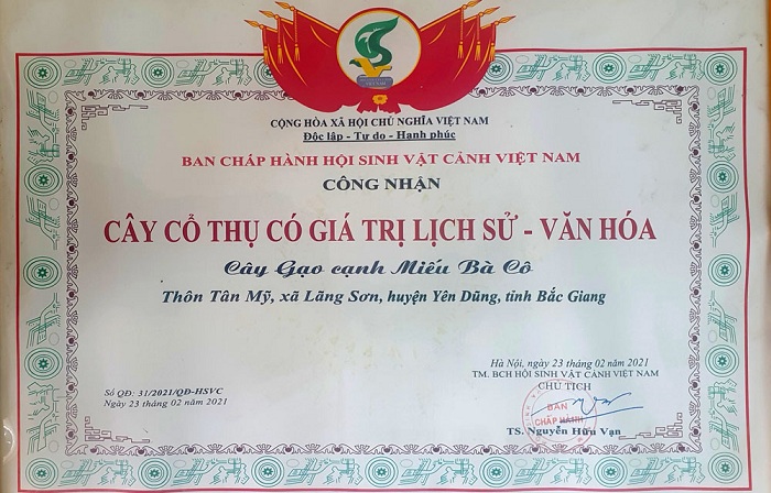 Cây gạo Lãng Sơn được công nhận 