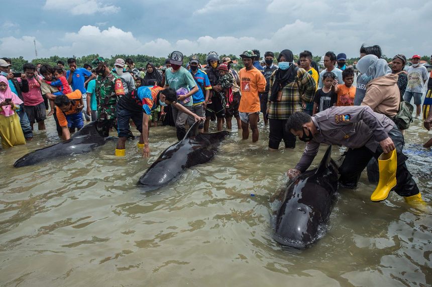 Orang-orang mencoba menyelamatkan paus pilot sirip pendek yang terdampar di Bangkalan, pulau Madura pada 19 Februari 2021. Sumber : The Straits Times.com