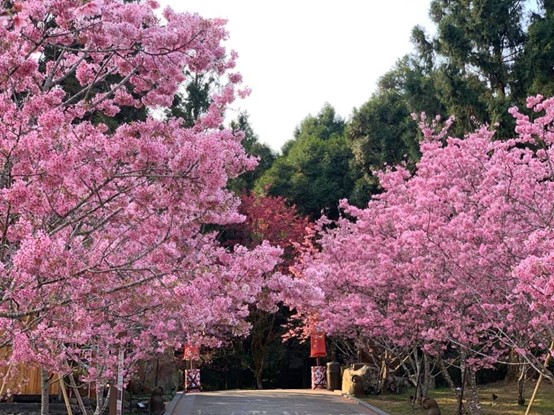 Bunga sakura di Desa Budaya Aborigin Formosa. Sumber gambar : Formosan Aboriginal Culture Village