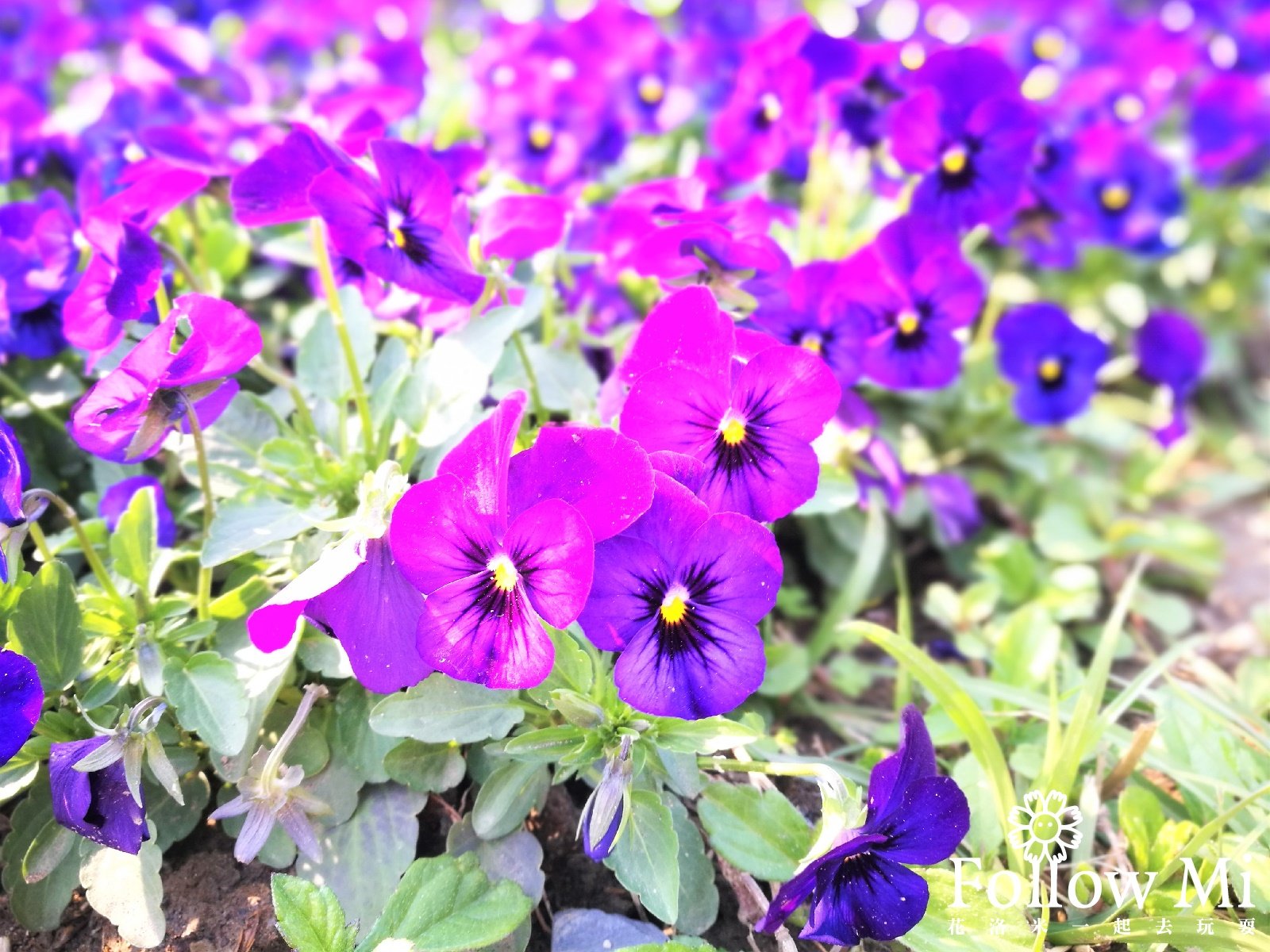 古亭河濱公園的花　圖／《花洛米一起去玩耍》授權提供