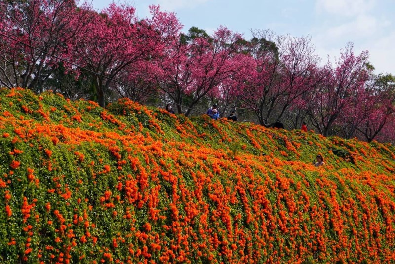 苗栗銅鑼環保公園「炮仗花瀑布」 圖／翻攝自「台灣旅行趣」