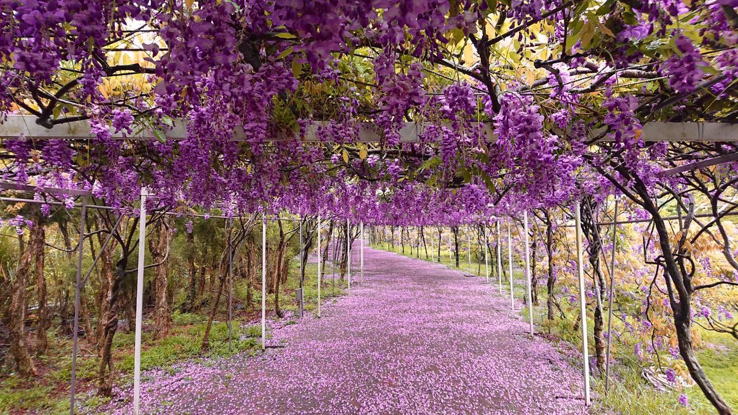 ความงามของดอกวิสเตียเลีย／ภาพจากสวนกาแฟดอกวิสเตียเลีย (เขตถุนซาน) แฟนเพจเฟสบุ๊ค