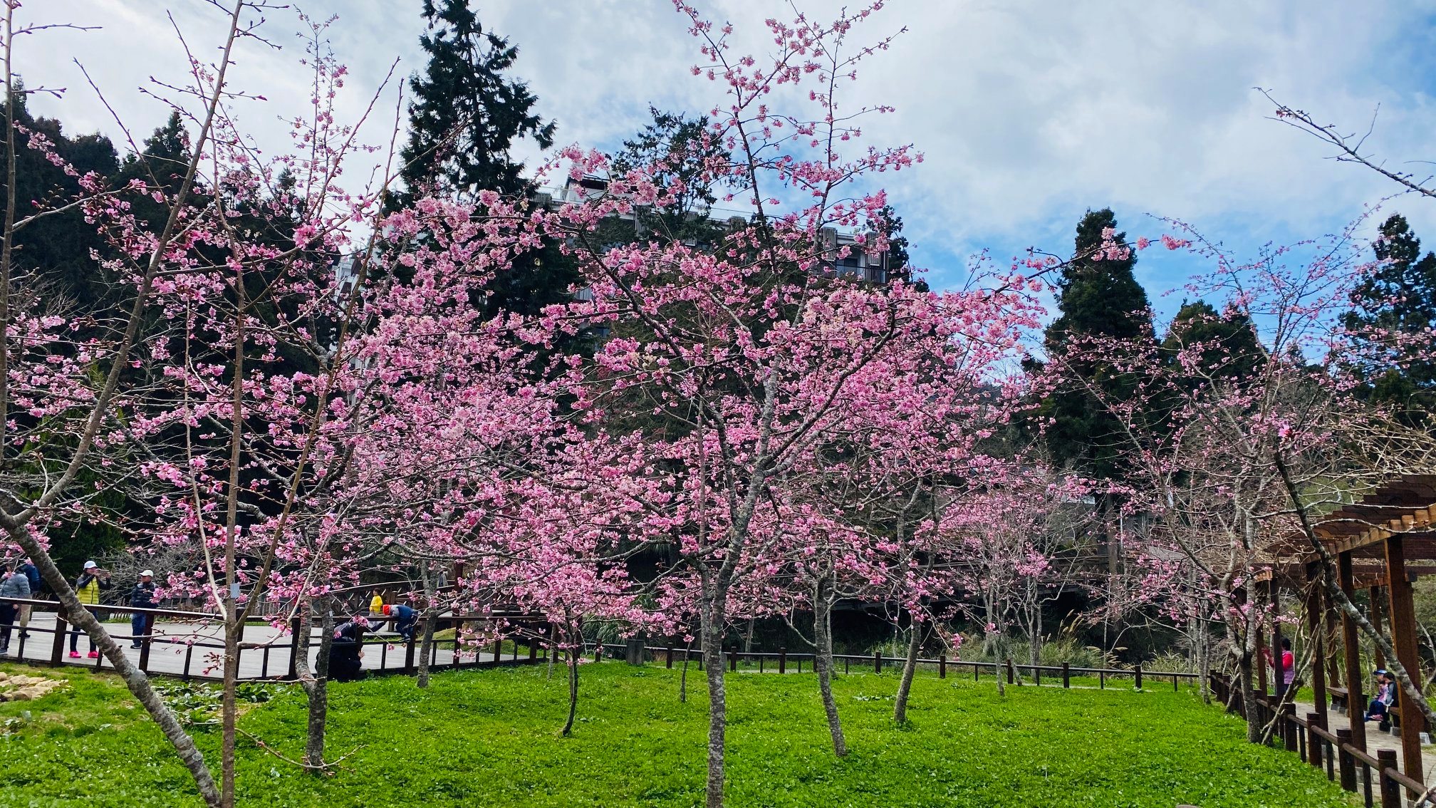 เทศกาลดอกไม้ ณ อาหลีซัน จะเริ่มในวันที่10 มีนาคม／ภาพจากกรมป่าไม้