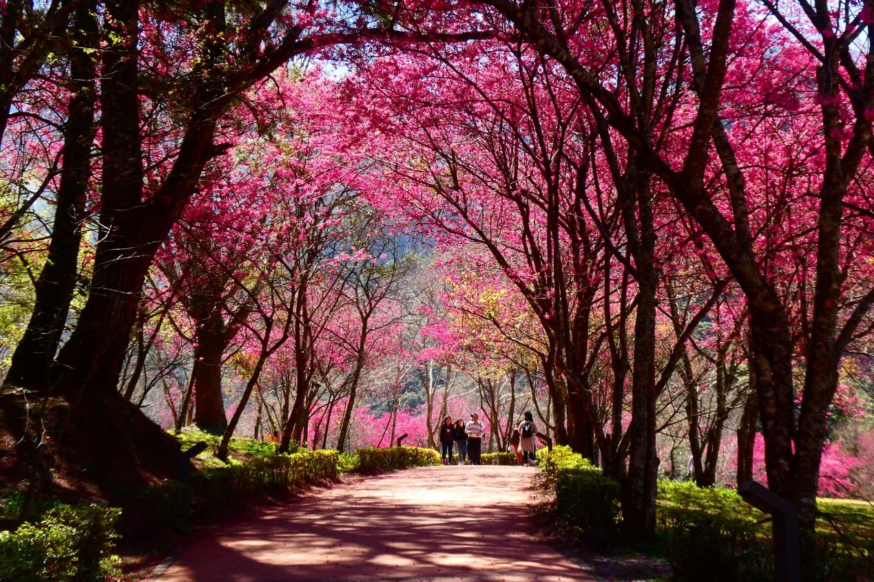 Bunga sakura di Kawasan Rekreasi Hutan Nasional Aowanda. Sumber gambar : Aowanda National Forest Recreation Area Facebook