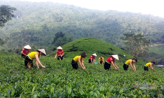 Những nương trà xanh mướt của hợp tác xã chè La Bằng được chăm sóc theo tiêu chuẩn VietGAP, nông nghiệp hữu cơ, thuận tự nhiên để cho chất lượng sạch, ngon. (Ảnh: Đỗ Quang Tuấn Hoàng, trích dẫn từ báo Vietnamnet)