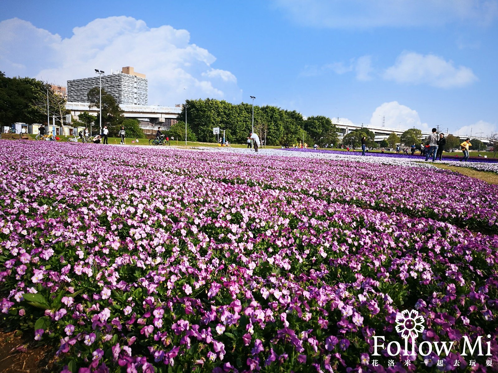 古亭河濱公園的花海　圖／《花洛米一起去玩耍》授權提供