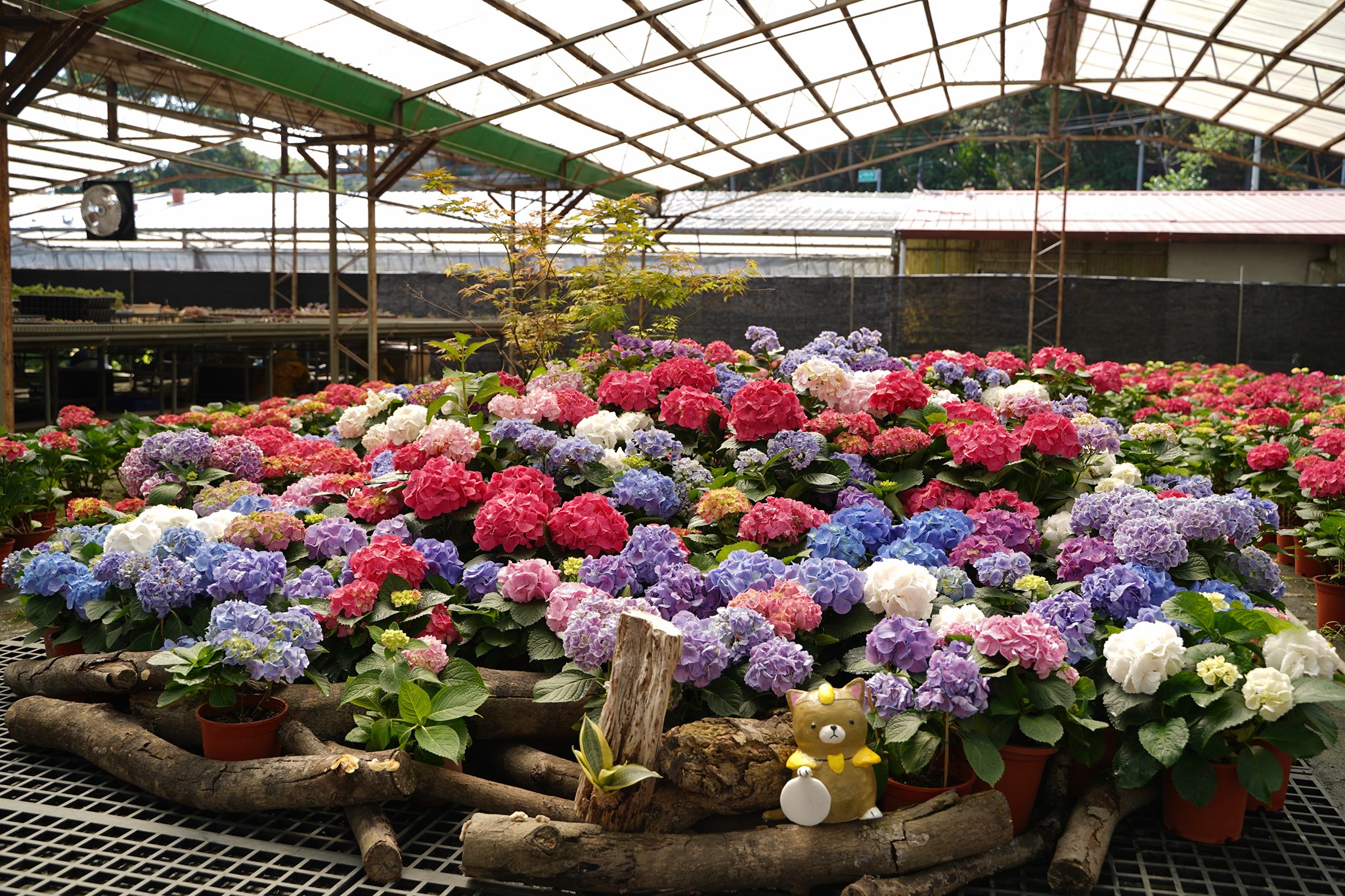 賞花活動不停歇　桃園繡球花季於5月8日鮮豔盛開　圖／翻攝自台七桃花源休閒農業區臉書