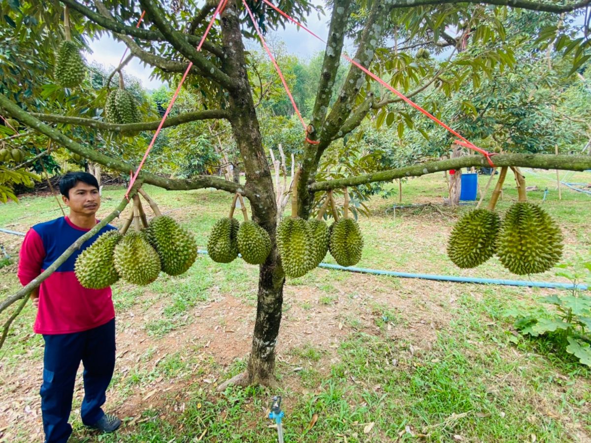 กรมส่งเสริมการเกษตร แนะนำแหล่งท่องเที่ยวเชิงเกษตรจังหวัดตราด ตระเวนชิมทุเรียนคุณภาพดี อุดหนุนเกษตรกร บนเส้นทางสายตะวันออก