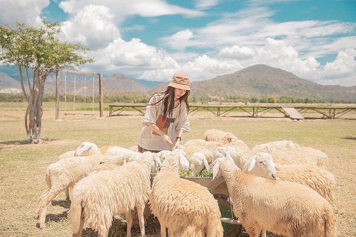 Tham quan đồng cừu Suối Tiên Khánh Hòa. (Ảnh: trích dẫn từ Dulichvietnam.com.vn