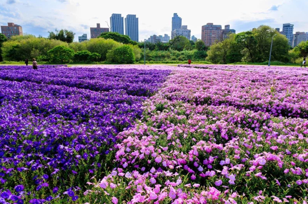 由粉色和紫色花朵組成的矮牽牛花花海  圖／台北市政府提供