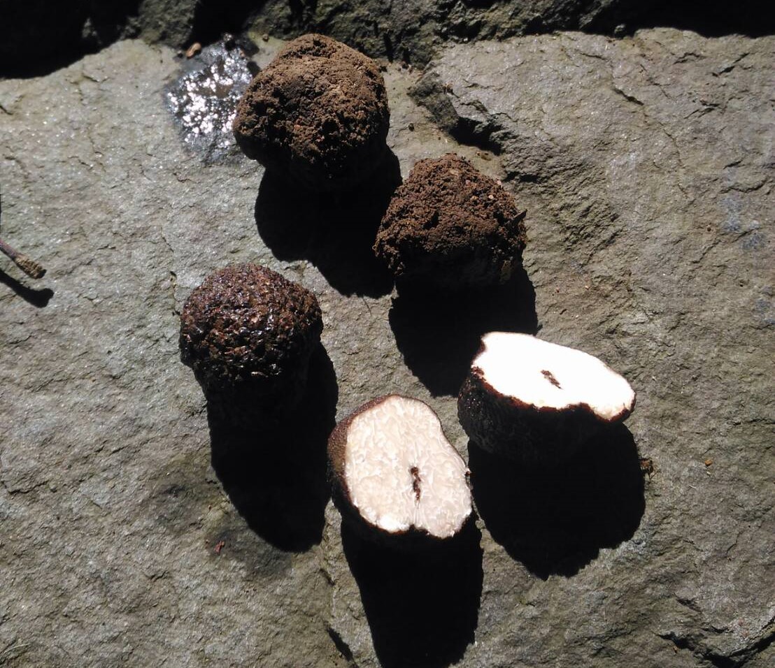 Đội ngũ nghiên cứu của Viện thí nghiệm lâm nghiệp phát hiện một loại nấm truffle đặc hữu của Đài Loan tại Đài Đông. (Ảnh: Viện thí nghiệm lâm nghiệp Ủy ban Nông nghiệp Đài Loan)