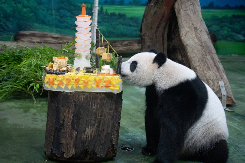 Taipei Zoo celebrated panda Yuan Zai’s tenth birthday with its fans.  Photo provided by Taipei Zoo