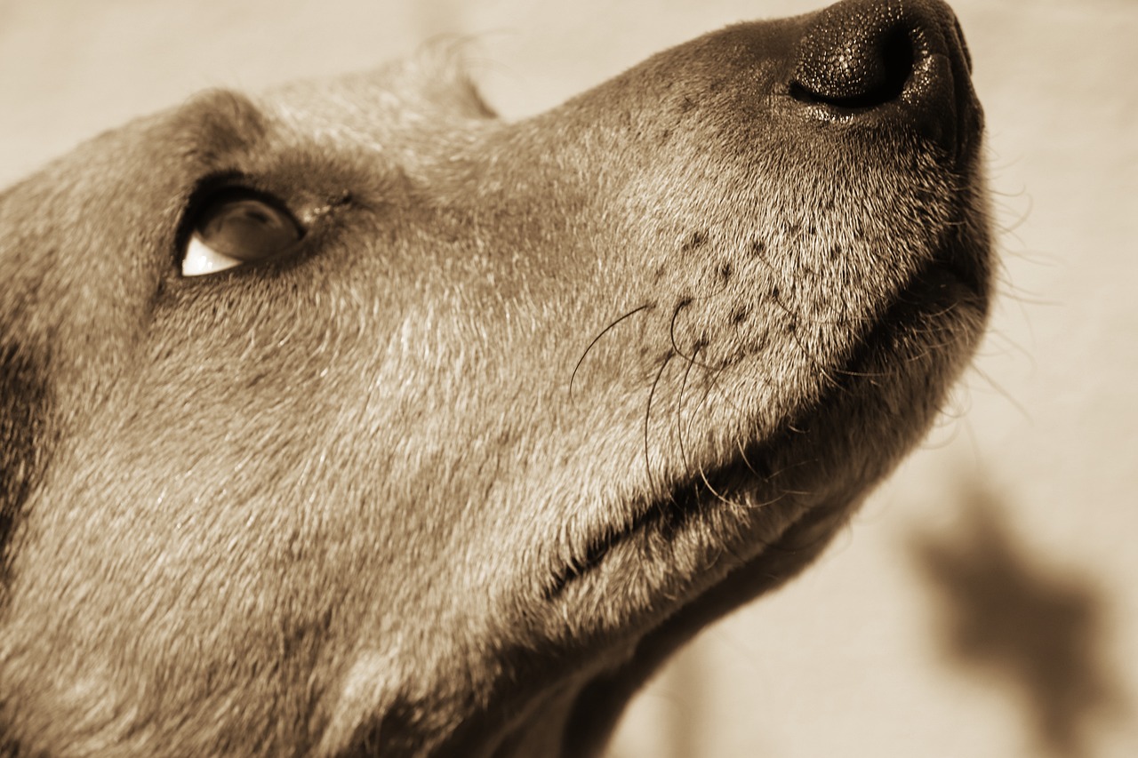 新北市動保處推出認養高齡犬貓專案  圖／取自pixabay