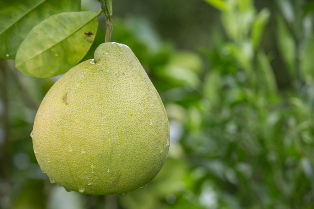 Nutritionists provide precautions for consuming pomelo with upcoming Moon Festival.   Photo reproduced from Pixabay