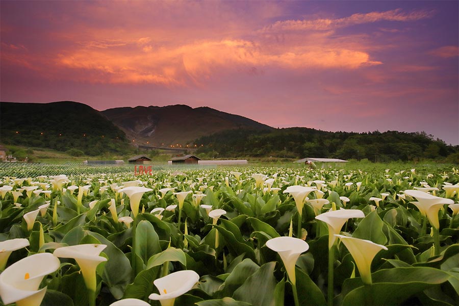 Cánh đồng hoa rum tại Hồ Trúc Tử. (Ảnh: Lấy từ website Lễ hội hoa rum Hồ Trúc Tử)